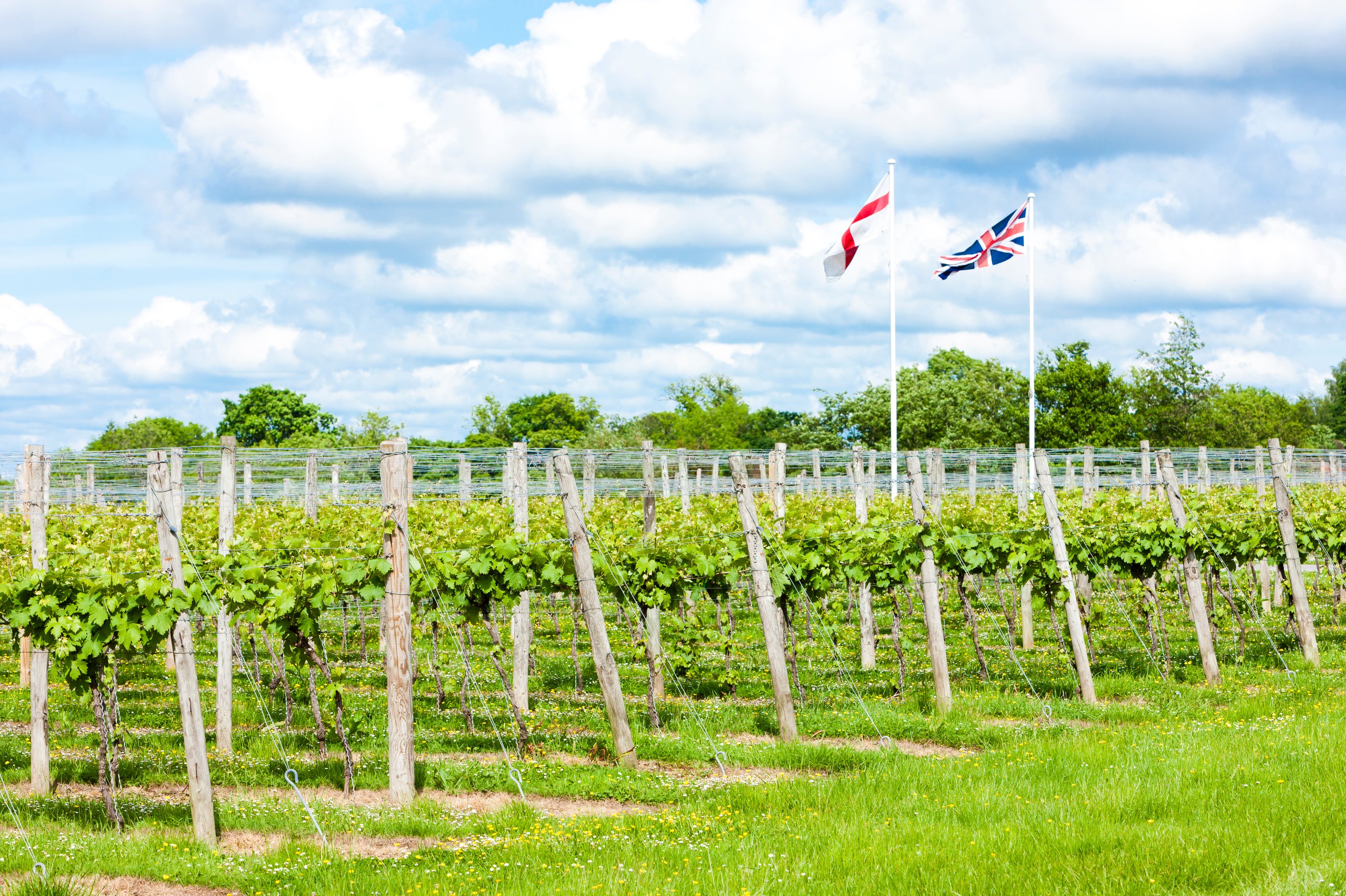 How England’s Vineyards Produce Sparkling Wines On Par with Champagne
