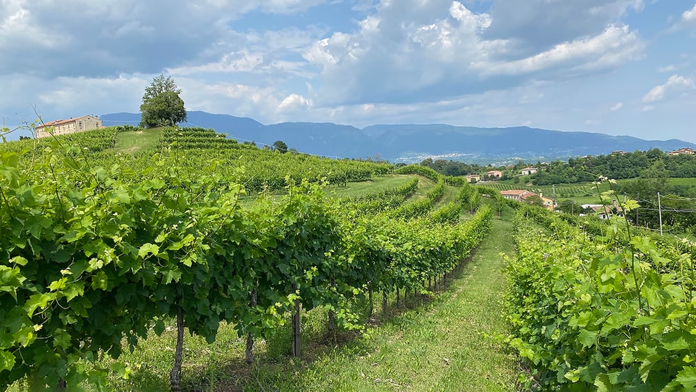 The Benefits of Contour Farming in a Changing Climate