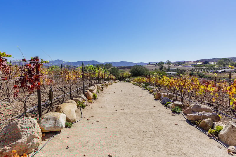Valle de Guadalupe