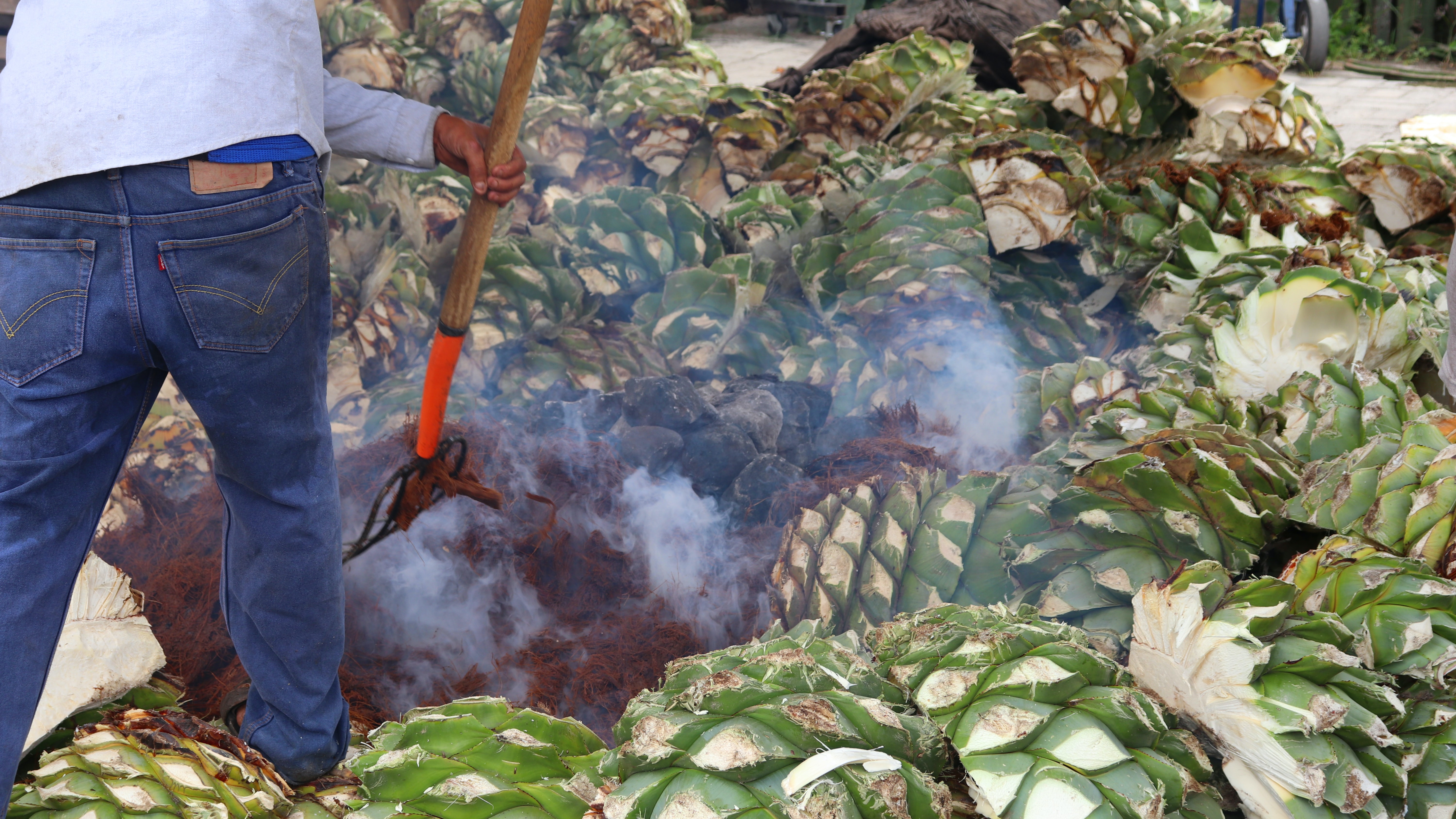 agave harvest and cook