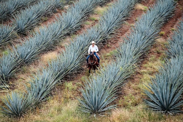 tequila-history-farm
