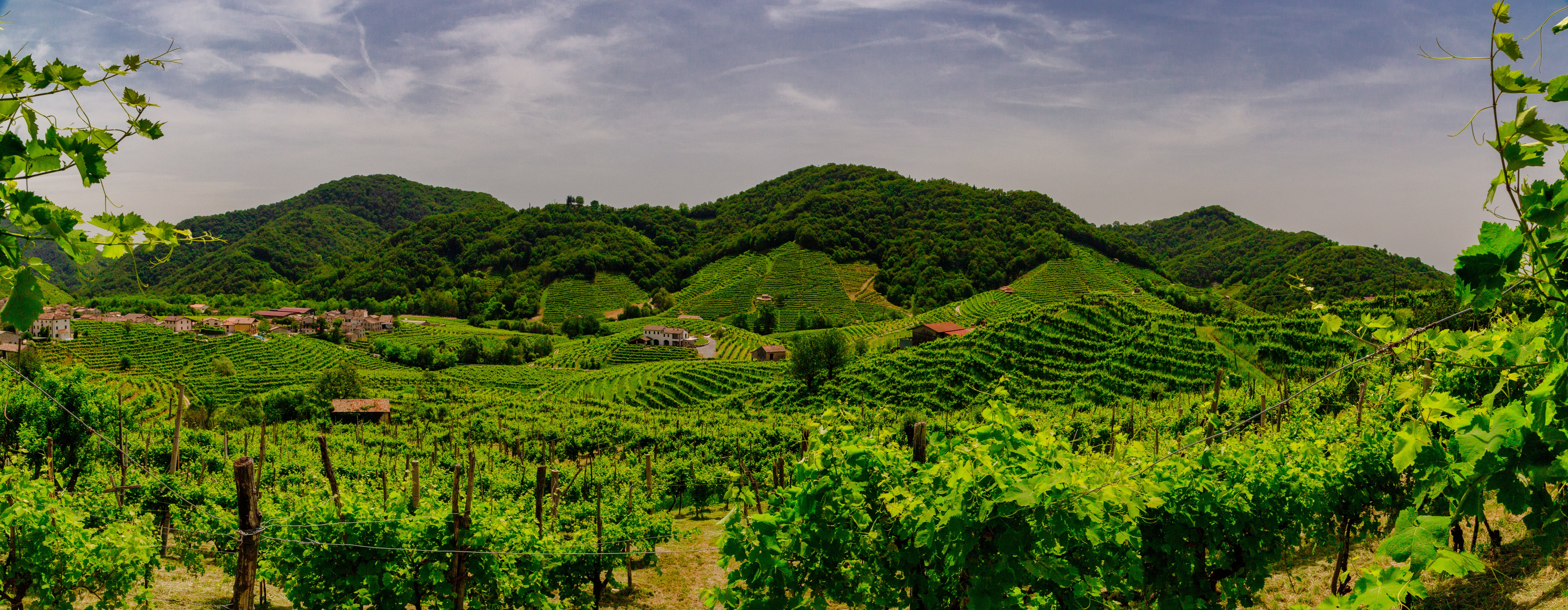 italian prosecco vineyards