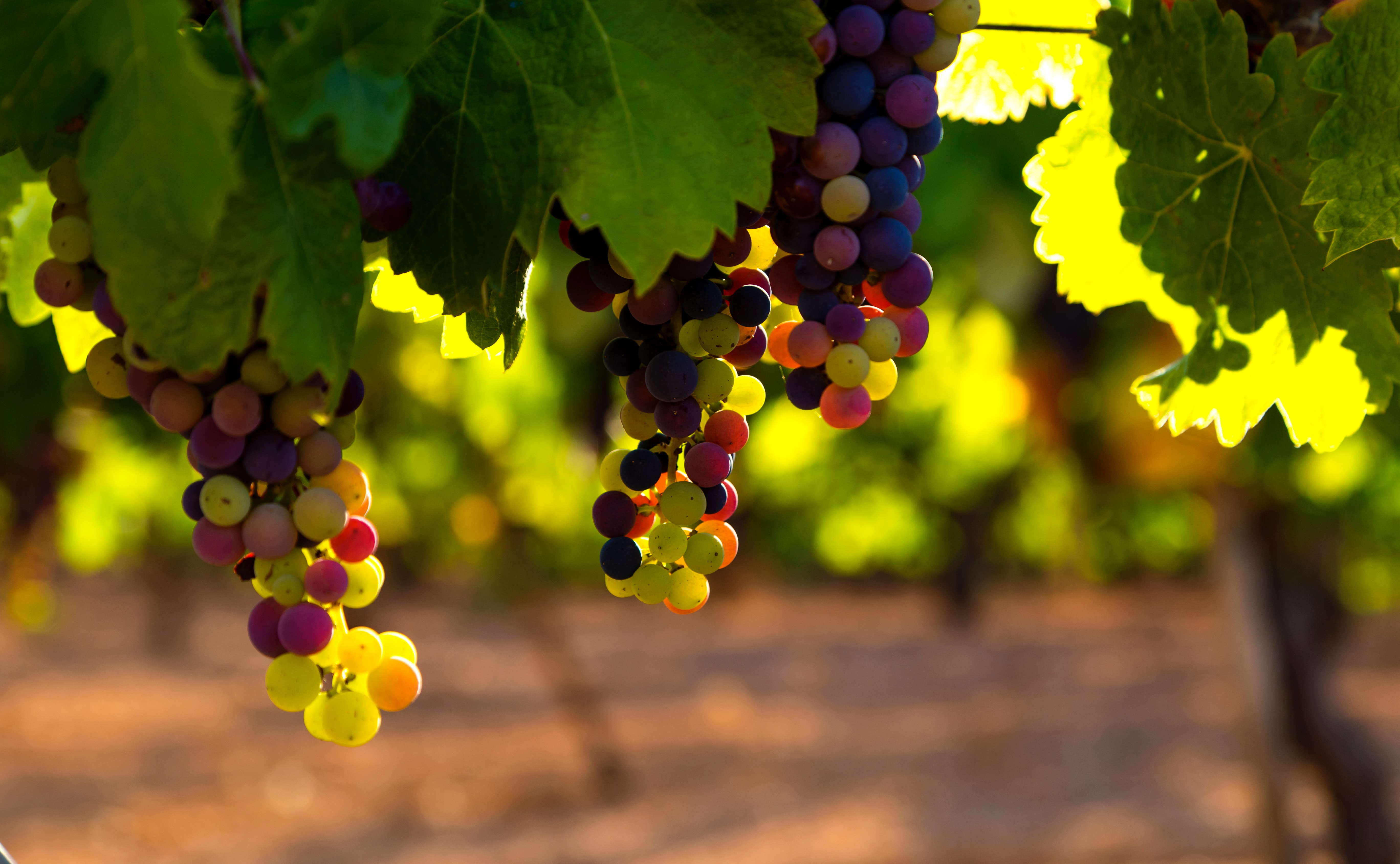 global warming impacts the wine industry