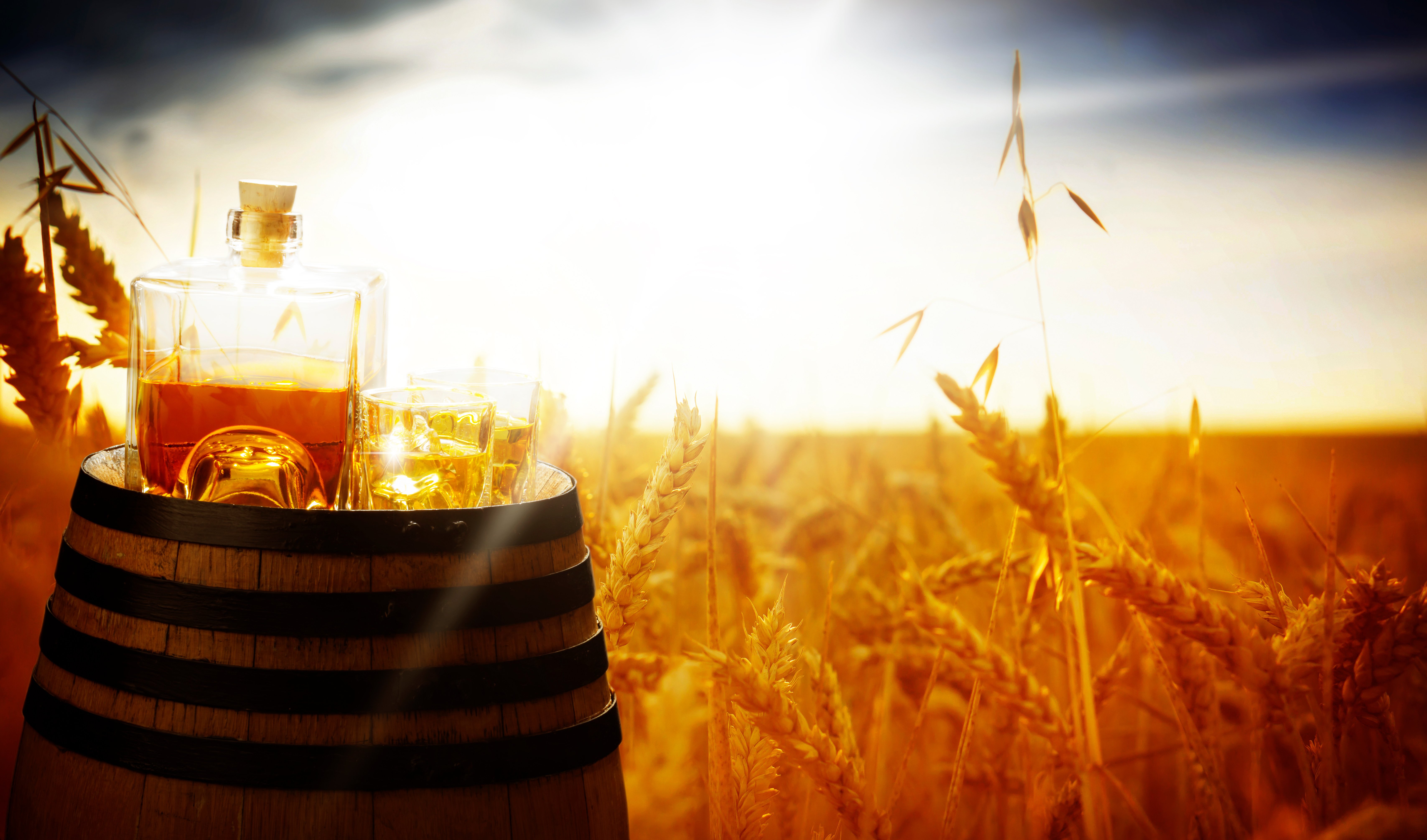 whiskey grain fields