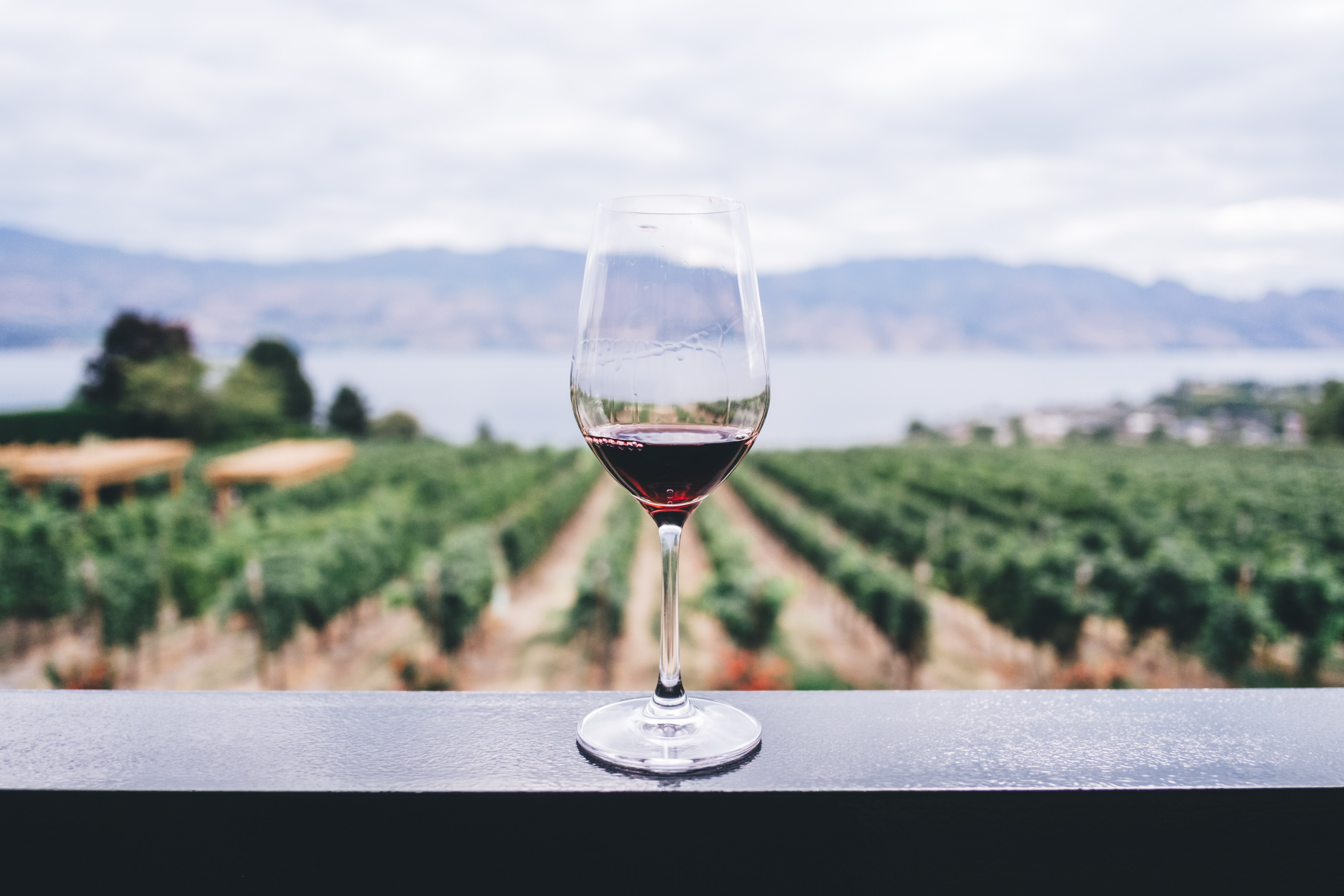 glass of wine overlooking a vineyard